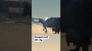 Kungad Wali 29+ Kg World Biggest Udder Buffalo 