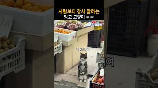 사람보다 장사 잘하는 망고 고양이 ㅋㅋ