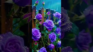 rainflower#beatifulnature #nature #flowercolors #beautifulnaturevideo