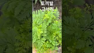 월간화원 토끼발고사리
