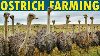 Ostrich Farming | How to Start an Ostrich Farm