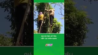 Giá cà phê, hồ tiêu tiếp tục giảm mạnh #nongnghiepmientay