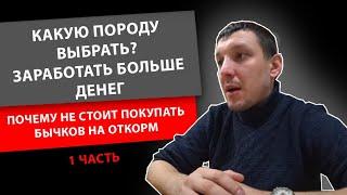 1ч. Какую породу выбрать? Заработать больше денег. Почему не стоит покупать бычков на откорм