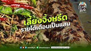 เลี้ยงจิ้งหรีด สร้างรายได้เป็น 100,000 บาทต่อเดือน - เกษตรสัญจร