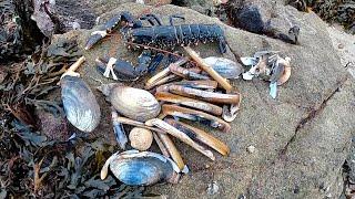 Coastal Foraging - Big Clams, Lobster & Brown crab  Catch and Cook !