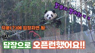 에버랜드 판다월드 할부지 안 계신 틈, 오픈하자마자 담장 넘어간 푸바오ㅋㅋ 할아버지 안 계신 몇분간 맛본 꿀같은 시간 Baby Panda Fu Bao