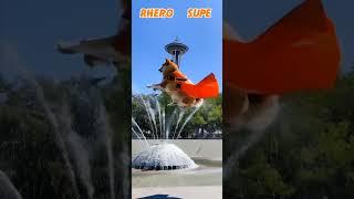 I am a superhero Shiba to brighten your day ️ #shibaaddict #shorts