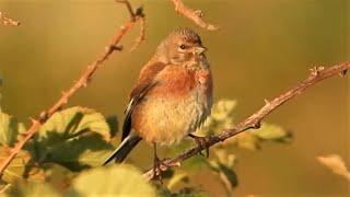 Common LINNETS  Singing & Calling Sounds  Beautiful Birdsong 