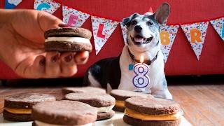 Homemade Oreo Cookies for Dogs (Carob Powder Dog Treats)