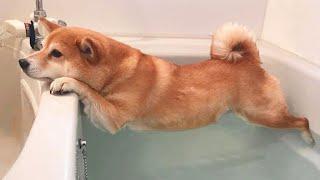 Funny Dogs Refuse To Take a Bath  Funny DOG videos 2024