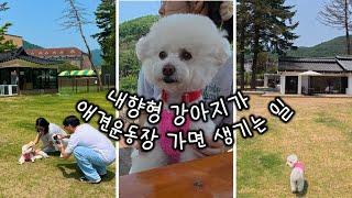 극I성향 여름이의 애견운동장 방문기｜모꼬지댕 애견카페｜남양주 애견카페｜애견운동장 추천