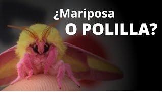 ¿Mariposa o polilla? Es más complicado de lo que parece