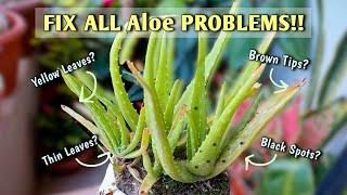 FIX All Aloe PROBLEMS // Aloe Vera Plant Care// Aloe Vera Turning BROWN