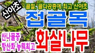 골다공증 끝판왕 접골목과 항산화 끝판왕 화살나무