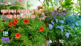 [4K]베란다에서 사계절 꽃 잘 피는 식물 추천 Best 10 (제 1부) / 가성비 좋은 실내 화초 /꽃 잘 피고 삽목도 잘되는 키우기 쉬운 식물