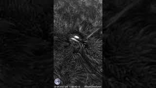 Extreme Sunspot Close Up! Penumbral Waves Captured From My Backyard #astronomy #space #science