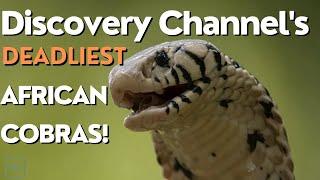 Full Discovery Channel Documentary: Deadliest African Cobras!