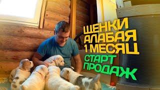 ЩЕНКИ АЛАБАЯ 1 МЕСЯЦ