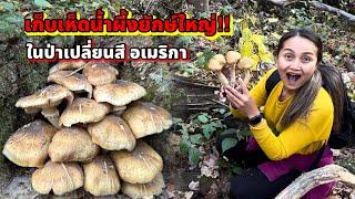 V390 เก็บเห็ดน้ำผึ้งดอกยักษ์ ในป่าเปลี่ยนสี รัฐวิสคอนซิน อเมริกา foraged Honey mushroom, Wisconsin