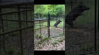 Strong Pig but Stronger Trap!  #hogbrothertraps #hogbrothers #hogtrapping #hogtrap #pigtrap