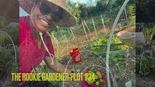 Rookie Gardener/Plot 34 -Garden to Plate