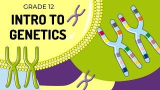 EASY TO UNDERSTAND | INTRO TO GENETICS