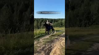 КОННЫЕ ПРОГУЛКИ СПБ
