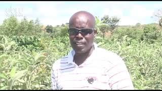 Farmer In Uasin Gishu County Reaps Big In Apple Farming