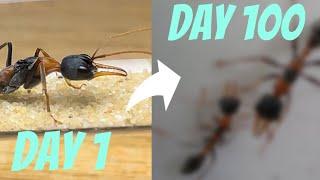 Raising TWO BULL ANT QUEENS for 100 days