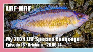 Episode 16: My 2024 LRF Species Hunt - Brixham