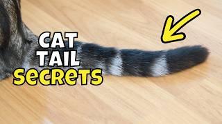 10 Surprising Facts About Your Cat’s Tail