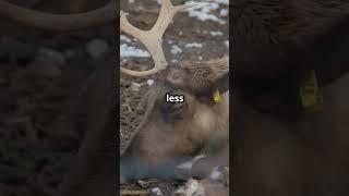 Why Animals in Cold Climates Are Bigger? Bergmann's Rule Explained! ‍️ #evolution  #ecology