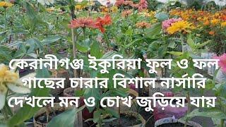 Garden view in keranigoing||South Keranigoing garden plant nursery view||Kd Express Channel