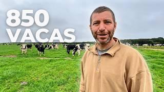 20 MIL LITROS DE LECHE CON 850 VACAS LECHERAS EN PASTURA