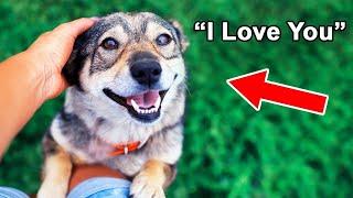 Hidden Ways Dogs Say "I Love You"