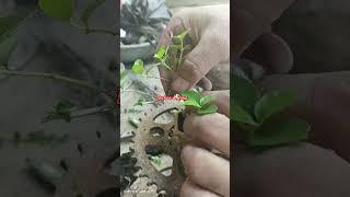 Micro bonsai wiring #bonsaitree #bonsaiartist #bonsailovers #bonsaiart #bonsaigarden #bonsaiwork