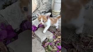 Kendi gelen kedi ailesinin bakımlarını üstlendim 