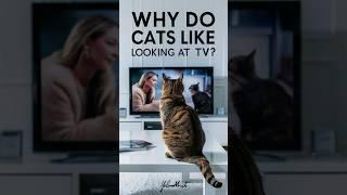 cats watch tv | Why do cats like looking at TV #cats #cat #pet @CutecatWorld_shorts