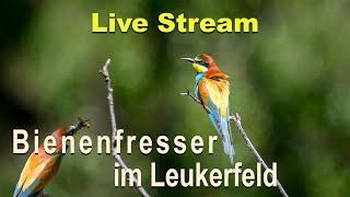 Bienenfresser im Leukerfeld