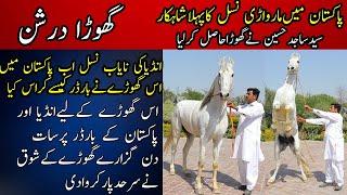 Marwari Horse Breed in Pakistan | Husnain Stud Farm Depalpur || Ghora Darshan  Most Beautiful horse