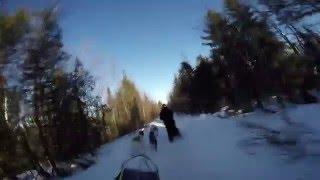 Dog Sledding Crash GoPro HD