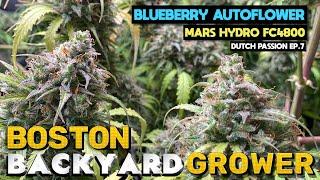 How To Grow Autoflower Cannabis Indoor | Mars Hydro FC4800 | Harvest Ep.7