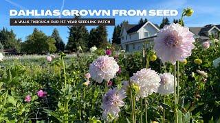 A Walk Through The First Year Dahlia Seedling Patch | Dahlias Grown From Seed