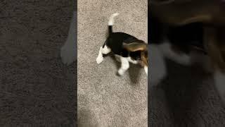 Beagle Puppy Howling
