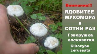 Ядовитее мухомора в сотни раз!!! Говорушка восковатая - Clitocybe cerussata