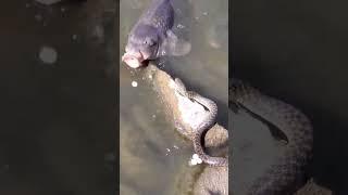 fish vs snake |fishing video |snake video| #shorts l #shortvideo