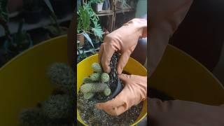 Repotting My Ladyfinger Cactus#cactus #Mammillaria elongata#repotting #shorts