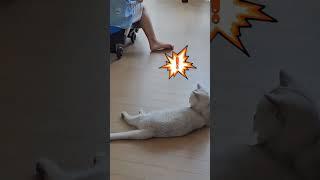 아기고양이 바나나보트 타기 2탄