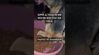 Stray dog Feeding // Rescued Stray puppies//Save Animals #dogs #doglover #rescuestraydogs #straypup