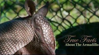 True Facts About The Armadillo